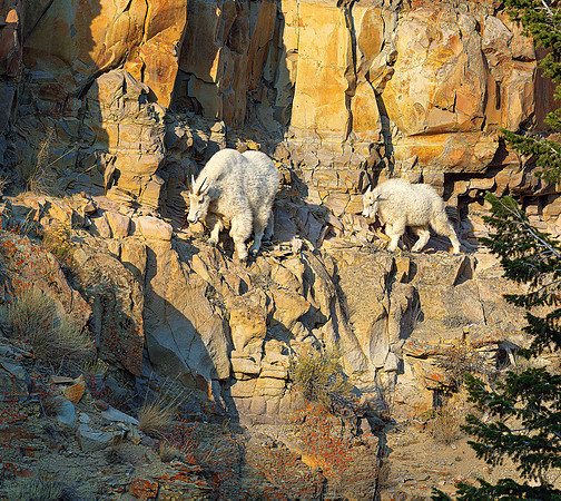 mountain Goats ws
