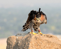 Tulio the Ornate Hawk-Eagle