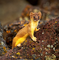 Long Tailed Weasel ws