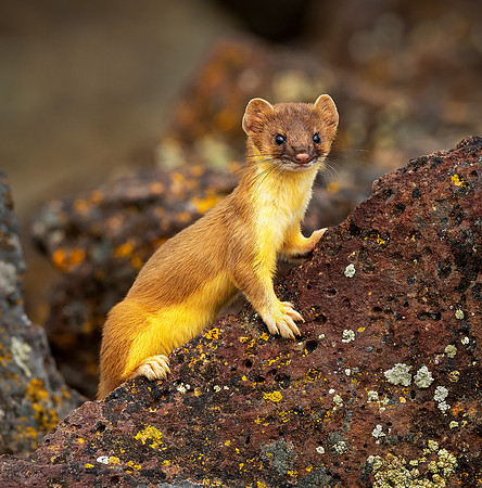Long Tailed Weasel ws