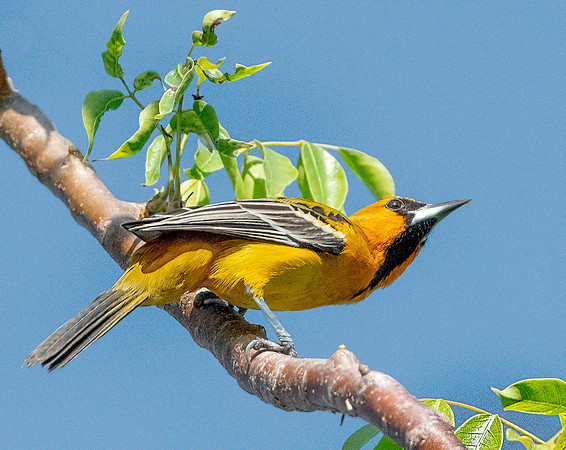 Streak-backed Oriole eb3