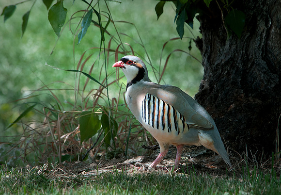Chukars_0026