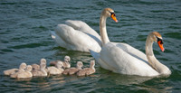 Three Rivers Ranch Swans_1676