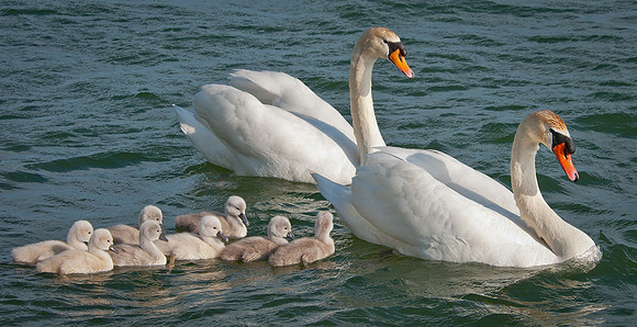 Three Rivers Ranch Swans_1676
