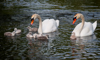 Three Rivers Ranch Swans_1183