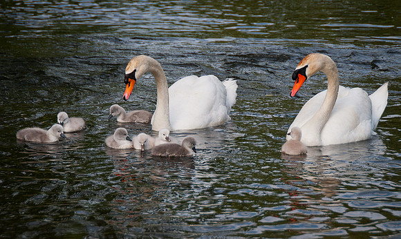 Three Rivers Ranch Swans_1183
