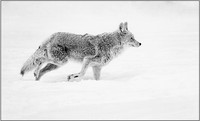 01JimShane_AS_BCC_High Key Coyote_M
