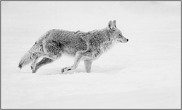 01JimShane_AS_BCC_High Key Coyote_M