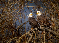 DSC_0930 ws