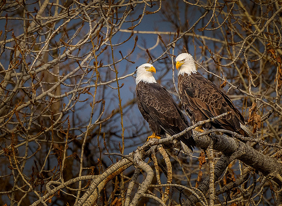 DSC_0930 ws