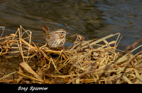 850_5650 copy ws