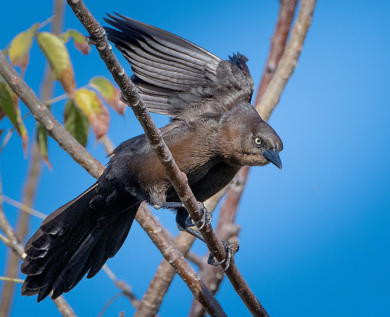 Great-tailed Grackle ws2