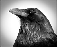 BW Raven ws