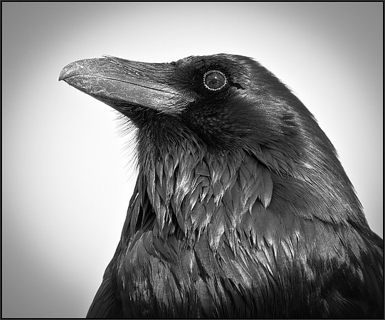 BW Raven ws