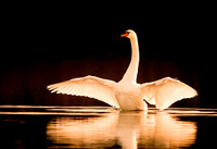 Mute Swan