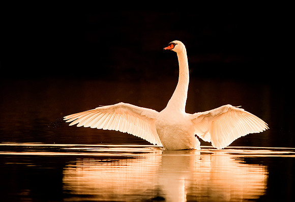 Mute Swan