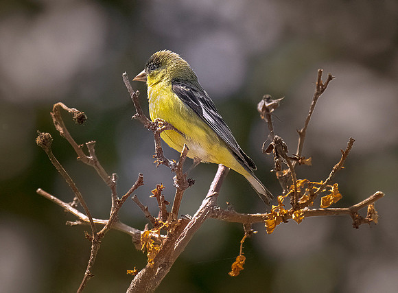 Lesser Goldfinch ws