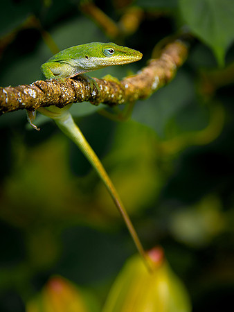 Anole Lizard ws