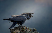 Corvids: Ravens, Crows, Magpies ,Grackles and Jays