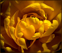 DSC_7972 ws