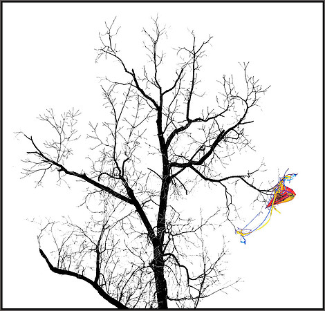Kite in black tree ws