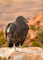 850_3491