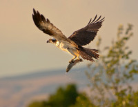 Osprey