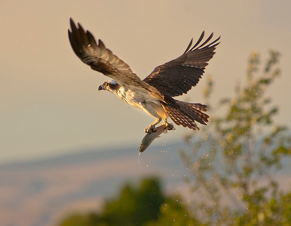 Osprey - Pandion haliaetus _038 copy