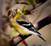 American Goldfinch 2 ws