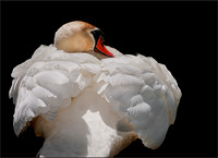 Swans of Eagle Extra