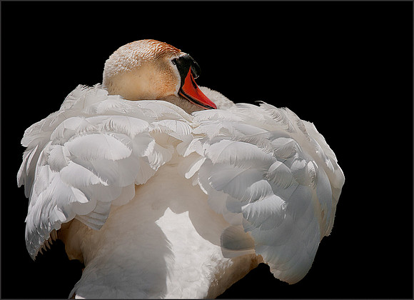 Three Rivers Ranch Swans_0771 copy
