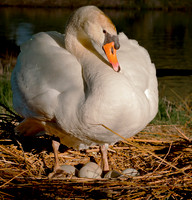 Three Rivers Ranch Swans_1057