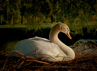 Three Rivers Ranch Swans_1072