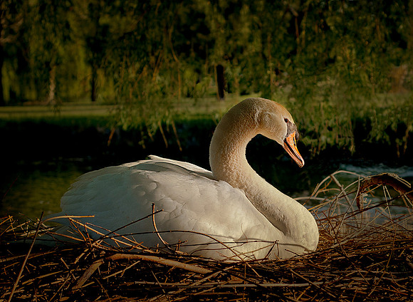 Three Rivers Ranch Swans_1072