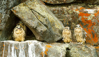Wild Birds of Prey