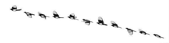 Magpie In Flight Composite ws