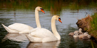 Three Rivers Ranch Swans_1330