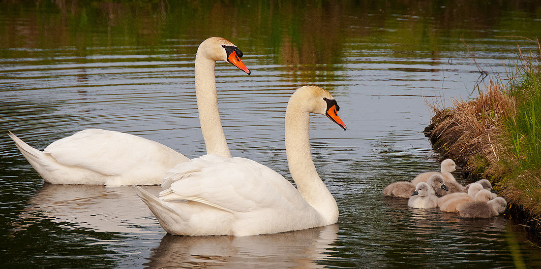 Three Rivers Ranch Swans_1330