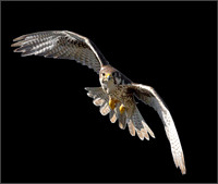 Prairie Falcon