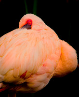 Flamingo 2