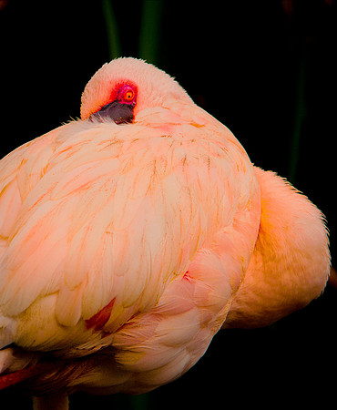 Flamingo 2