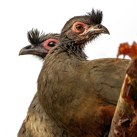 Rufous-bellied Chachalaca pair cu ws