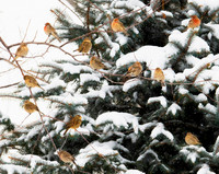 Branch of the Finch Family ws