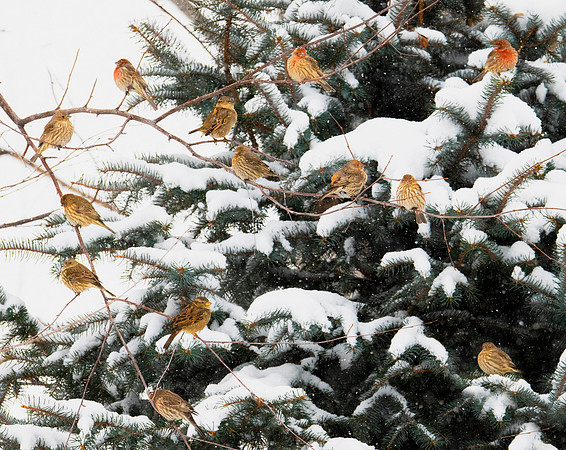 Branch of the Finch Family ws