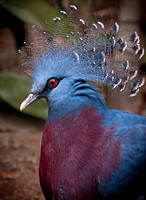 Victoria Crowned Pigeon ws