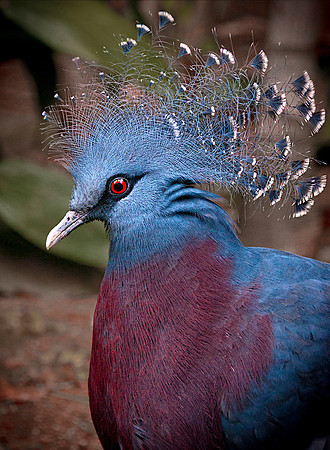 Victoria Crowned Pigeon ws