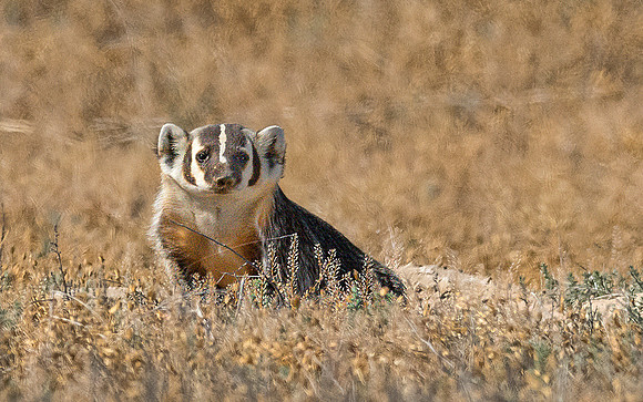 badger ws copy