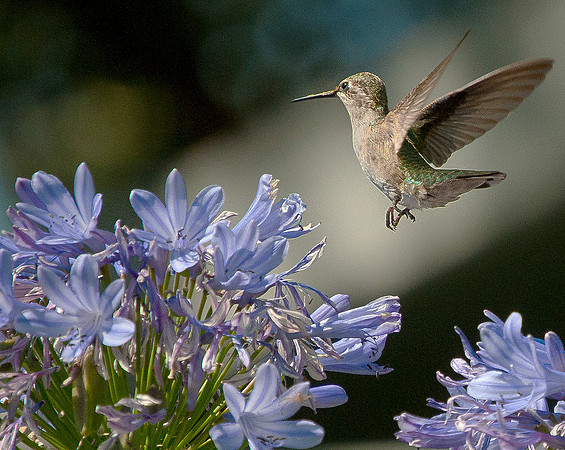 hummingbird_0029