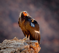 Conservation