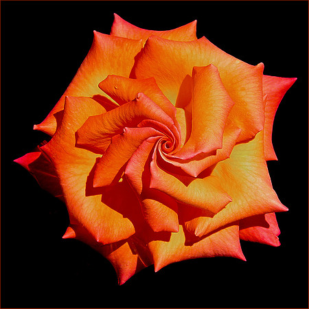 Turbo Rose
